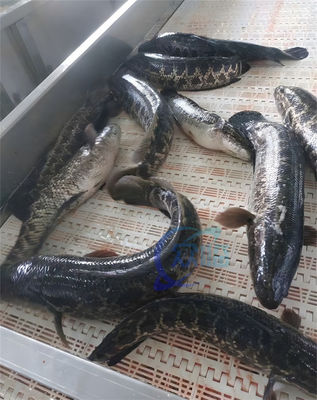 750W Practical Fish Skinning Machine Multiscene For Squid Peeling