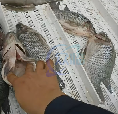 Commercial Tilapia Fish Viscera Remover Gutting Machine Stable Anti Erosion