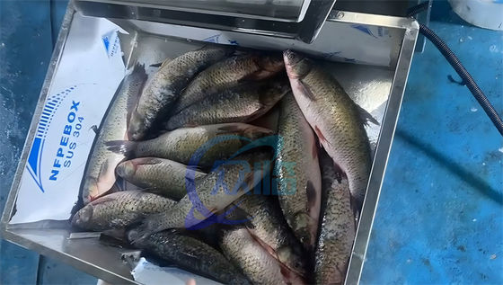 Practical Fish Scaling Machine Wear Resistant 2200x1150x1600mm
