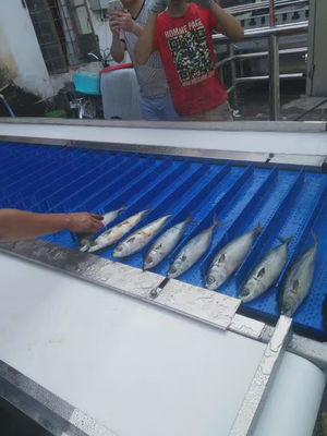 良い値段 ISO自動魚切断機 マルチシーン 1550x800x1450mm オンライン