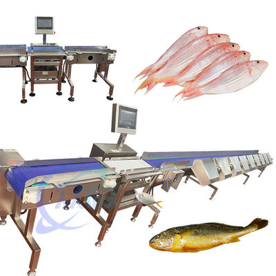 高精度生魚分類機 生魚分類機器 チラピアサイズ