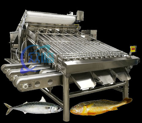 良い値段 効率的な小型魚類分類機 マクラの分類システム 大容量 5T/H オンライン