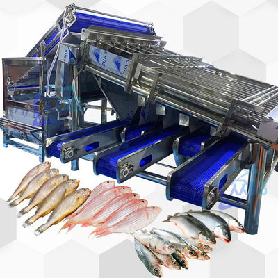 良い値段 大容量 小型魚のサイジングマシン 小型魚のグレード機 高安定性 オンライン