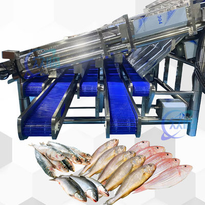 良い値段 高安定性効率のペラジック魚の分類機 ペラジック魚のサイズ機 オンライン