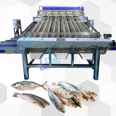 12pcsの生きた魚のロールソートライン