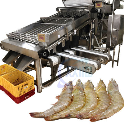 海産物 魚とガリガリ加工 工場 サイズ 選別機 魚のサイズ 選別機