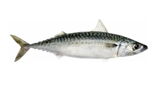 良い値段 4つのスタイル 自動ペラジック魚の分類ラインと小型魚の分類機器 オンライン