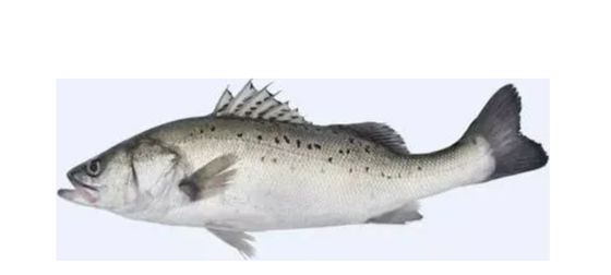 4つのスタイル オートマティックマクラの分類ラインと小魚の分類機器