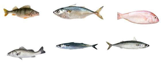 プロフィーショナル・フィッシュ・オートマティック・クラージ・ライン その他の小魚のサイズ