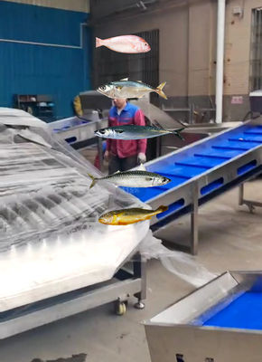 最も正確なペラジック魚の分類ライン そして自動で他の小さな魚の分類