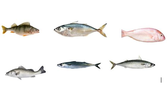 海洋魚の種類を多く分類するための1つの完全なセットの魚分類ライン