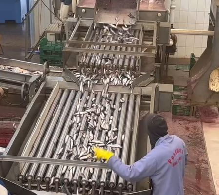 良い値段 4 モデル 自動魚分類機と小魚の分類ライン 5-10T/H オンライン
