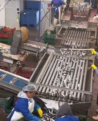 良い値段 4 スタイルの自動魚分類機と5-10T/Hの小さな魚の分類ライン オンライン