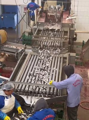 4つのモデル 自動魚加工ラインと5〜10t/hの小型魚の分類ライン