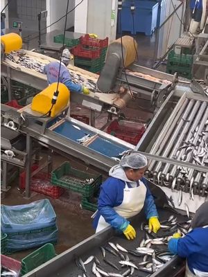 良い値段 4つのスタイル オートマティック サルディンの分類機と 小魚の分類ライン オンライン