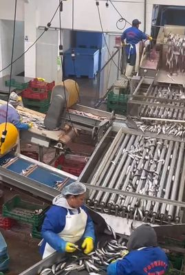 良い値段 高品質の自動魚機と小型魚の分類ライン 5-10T/H オンライン