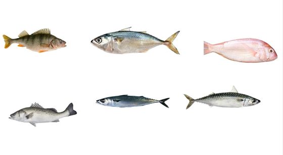 良い値段 4つのスタイル 自動魚のサイズラインと高速度でマクロのグレードライン オンライン
