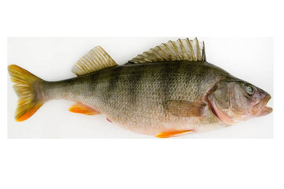 ほとんどのスタイル 自動魚の分類機と高い安定した魚のサイズ