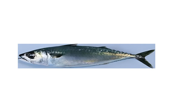 良い値段 4つのスタイル 自動魚の分類機 そして高速でサーディンの分類ライン オンライン