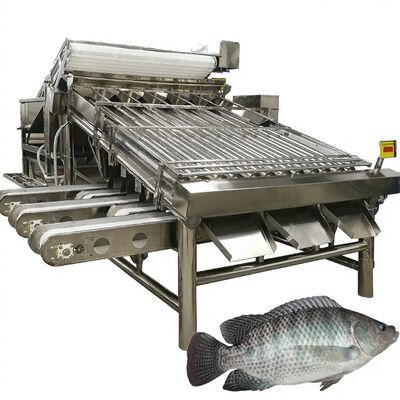 良い値段 高出力ティラピアグラダー 4.9kw 魚のロールソート マクラのロールソート マクラのロールサイジング 魚類用 オンライン