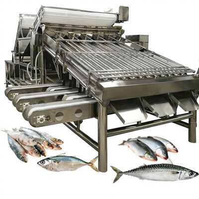 良い値段 ローラー付き自動大容量イワシ選別およびグレーディングマシン魚サイジングマシン4.9KW オンライン