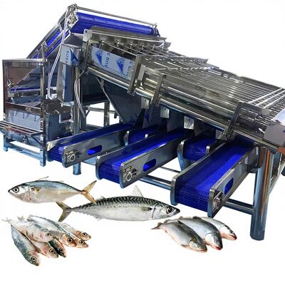 良い値段 防水魚のロールソート機 マクラの分類機 魚の工場のための大型魚の分類機器 オンライン