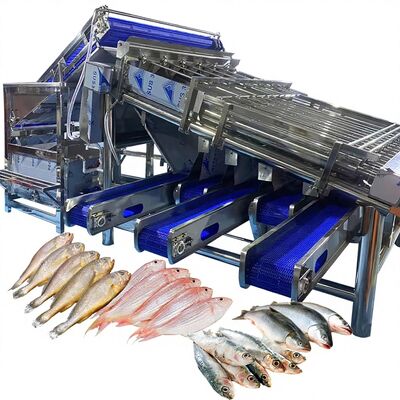 良い値段 効率的な小さな黄色のクローカーソート機 魚類植物のための小さな黄色のクローカーロールグレード機 魚類分類機 魚類分類機 4.9KW オンライン