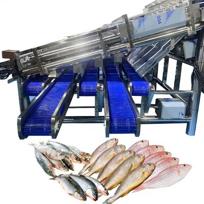 良い値段 12 ローラー 自動 魚類分類器 魚類 植物 魚類 ローラー クラッサー 自動 魚類分類 魚類 クラッサー オンライン
