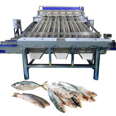 良い値段 プラスチックコンベヤー サウリー 選別機 黄色 クロッカー 選別機 ゾリム 魚類 魚類 工場 魚類 機 オンライン