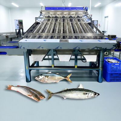 良い値段 ステンレススチール304 ローラー魚ソート クラッカー グラダー ゾリム サルディンの分類機 マクラの分類機 小さな魚のサイズ 機械 オンライン