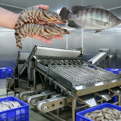 良い値段 耐久性の高いキャベツ分類機 4.9KW 海鮮植物のための魚の分類機 自動キャベツサイズライン ゾリム魚の分類機 オンライン