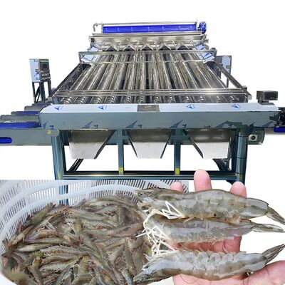 良い値段 全自動 多機能魚類とガリガリを分類する機械 カスタマイズされたローラー高速ガリガリを分類する機械 オンライン