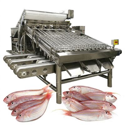 良い値段 効率的な魚選別機魚サイジングマシンと魚仕様機1000kg-1200kg魚加工用魚選別機 オンライン